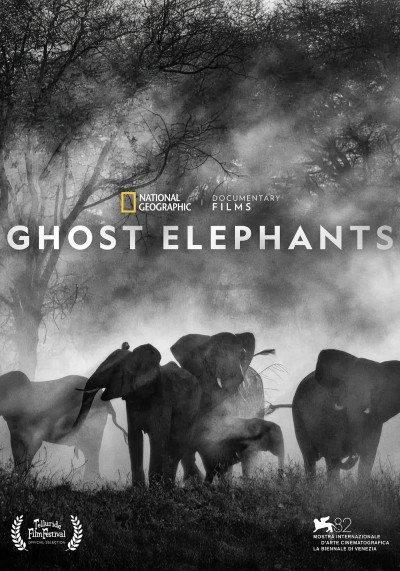 Ghost Elephants